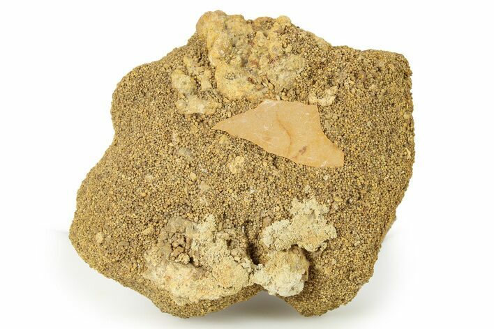 Fossil Bird Egg Shell - France #293723